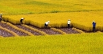 Quy định về chuyển đổi mục đích sử dụng đất trồng lúa
